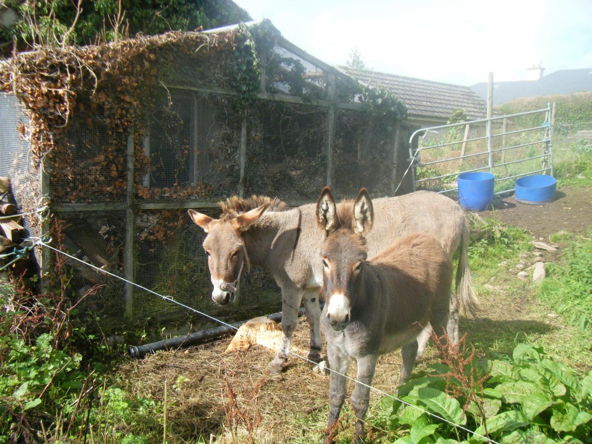 Ashfield B&B Kenmare Exteriör bild